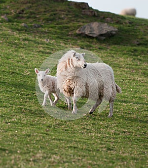 Ewe & Lamb (Ovis aries)