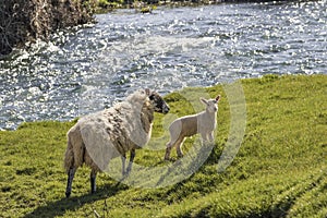 Ewe and lamb on a river bank