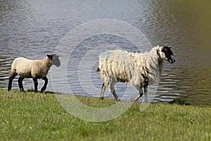 Ewe and lamb walking by waters edge