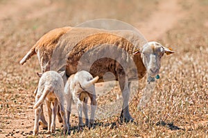 Ewe and Lambs, Mallorca. photo