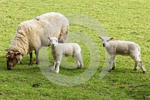 The Ewe & Lambs, Yealand Redmayne