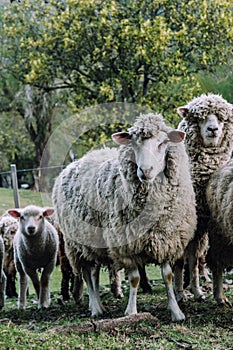 Ewe looking to camera in nature
