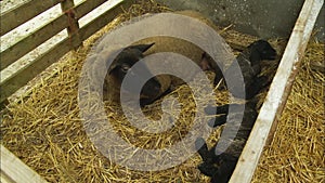 Ewe Lying  Near Twin Baby Lambs, UK farm