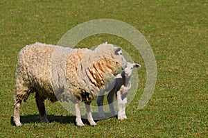 A ewe and a new Spring lamb