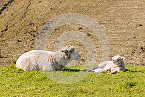 Ewe with newborn lamb basking on green grass with blurred background and copy space