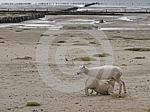 Ewe is nursing a lamb, Schleswig-Holstein, Germany, Europe