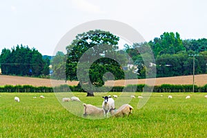 Ewe nursing two large lambs at a pasture Kent England