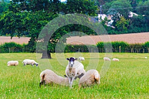 Ewe nursing two large lambs at a pasture Kent England