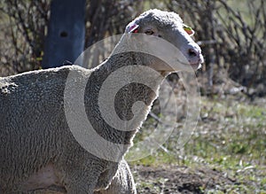 Ewe in Pasture in Carson City, Nevada