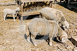 Ewe, Ram and Lamb Eating on a Farm