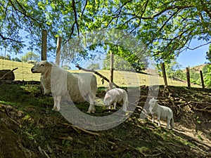 A ewe sheep and 2 lambs standing on a hillside