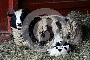 Ewe sheep with baby lamb