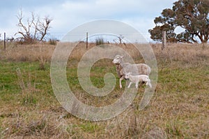 Ewe sheep with baby lamb on a paddock. Farm animals background