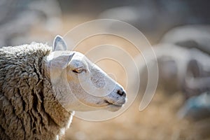 Ewe sheep in a barn during lambing season