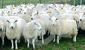 Ewe sheep on a farm photo