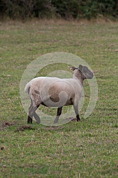 A ewe sheep in a field in rural Wales