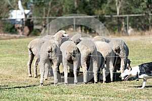 Ewe Sheep hugging in paddock and sheep dog