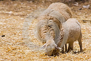 Ewe sheep and lamb