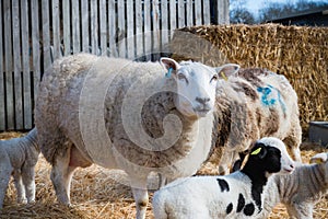 a ewe sheep in a lambing pen surrounded by lambs during the lambing season