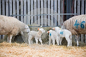 ewe sheep in a lambing pen surrounded by lambs during the lambing season