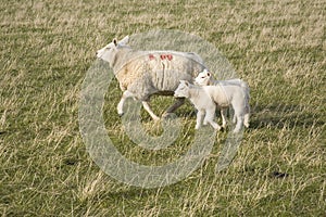 Ewe sheep and lambs