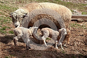 Ewe sheep with lambs