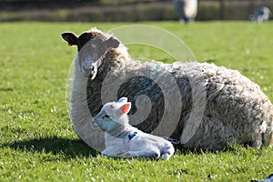 Ewe sheep with lamp