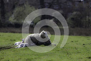 Ewe sheep lying down with spring lambs