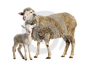 Ewe Sopravissana sheep with her lamb, isolated on white