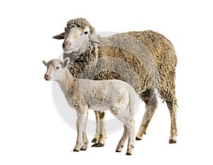Ewe Sopravissana sheep with her lamb, isolated on white
