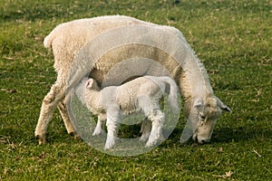Ewe with suckling lamb