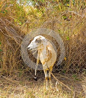 A ewe tethered in the dry season on bequia