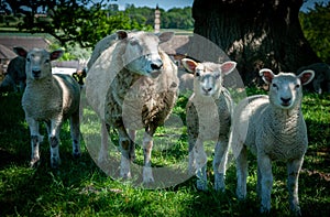 Ewe and three lambs in the rural area in England