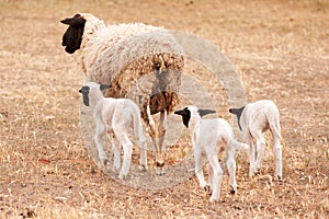 Ewe with three lambs walking away from viewer