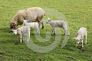 The Ewe, The Triplet Lambs And Their Play Mate