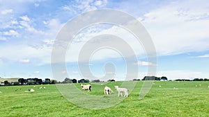 The ewe turned her head, staring my camera warily, and his two little lambs.