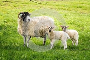 Ewe with twin lambs