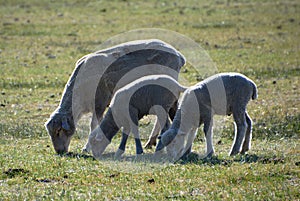 Ewe and Two Lambs, Carson City, Nevada