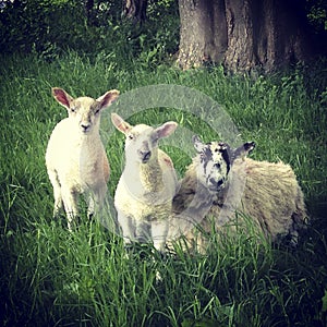 A ewe and two lambs in long grass