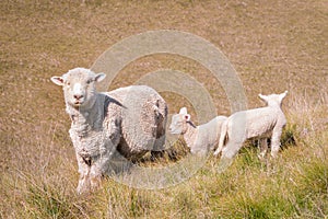 Ewe with two newborn lambs on grassy slope