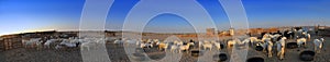 Ewes And goats farm out jeddah