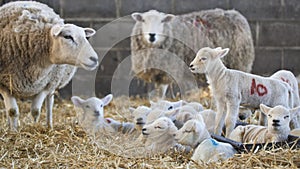 Ewes and lambs on a farm at lambing time in spring