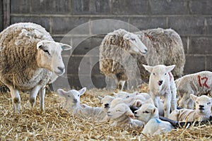 Ewes and lambs on a farm at lambing time in spring