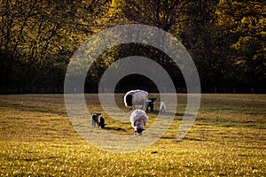 Ewes and lambs grazing in a meadow in Sussex, with evening light