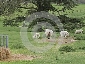 Ewes with lambs in Parkland near hay feeder