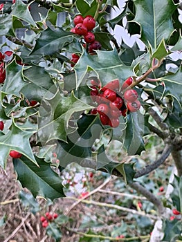 Ex aquifolium holly, common holly, English holly, European holly, or occasionally Christmas holly,