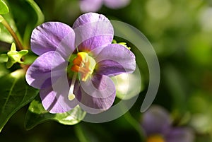 Exacum affine,Arabian, persian gentian, german violet ornamental plants in the garden. photo
