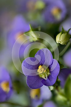 Exacum affine, Persian violet, flowers photo