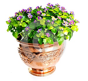 Exacum flower in copper vase photo