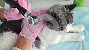 Examination of cat ear in veterinary clinic closeup